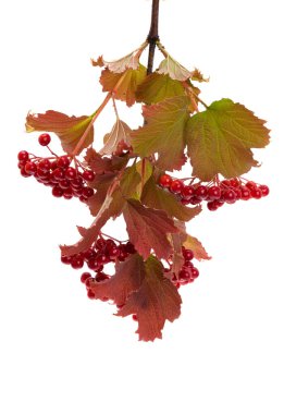 Beyaz arka plan üzerinde izole kartopu