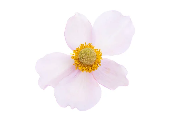 Japanese Anemone Isolated White Background — Stock Photo, Image