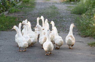 ducks walking in the yard