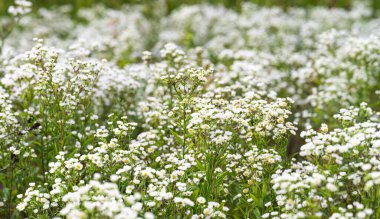 summer background of small white chamomile flowers in the meadow