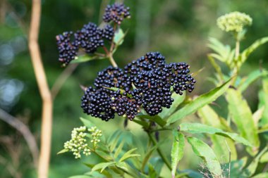 background of black elderberries close-up