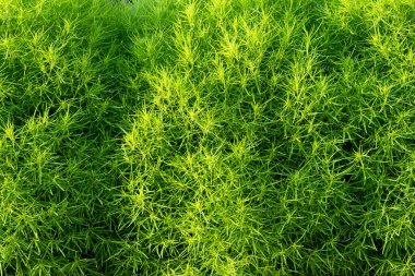 background of green ornamental plants for landscapes close-up