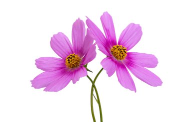 Beyaz arkaplanda izole edilmiş kozmea çiçeği