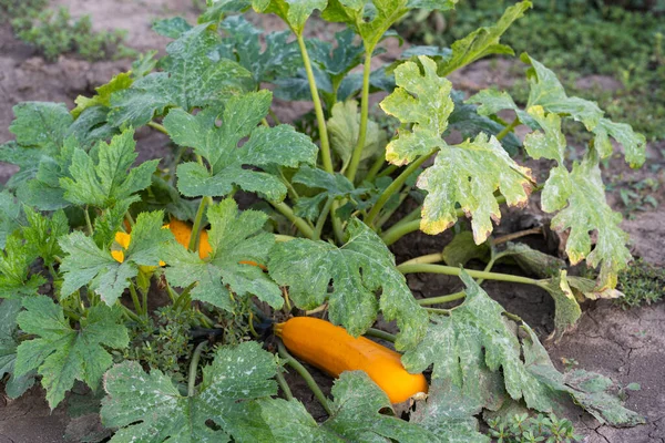 Zucchini Rostoucí Zahradě — Stock fotografie