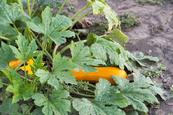 Zucchini Rostoucí Zahradě — Stock fotografie