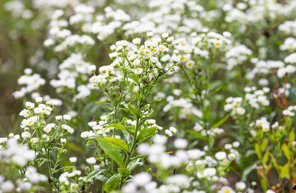 Summer Background Small White Chamomile Flowers Meadow — Fotografie, imagine de stoc