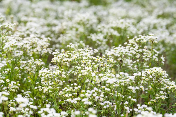 Summer Background Small White Chamomile Flowers Meadow — Zdjęcie stockowe