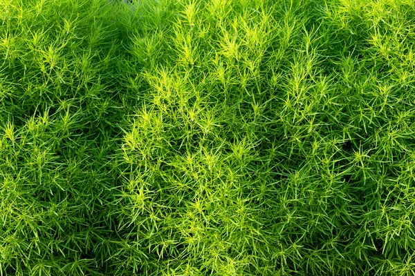 Background Green Ornamental Plants Landscapes Close — Stock Photo, Image