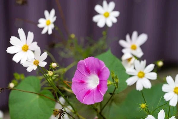 Cosmea Flowers Flowerbed Close — Zdjęcie stockowe