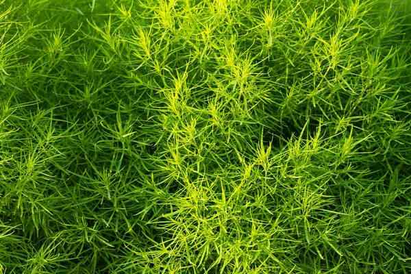 Background Green Ornamental Plants Landscapes Close —  Fotos de Stock