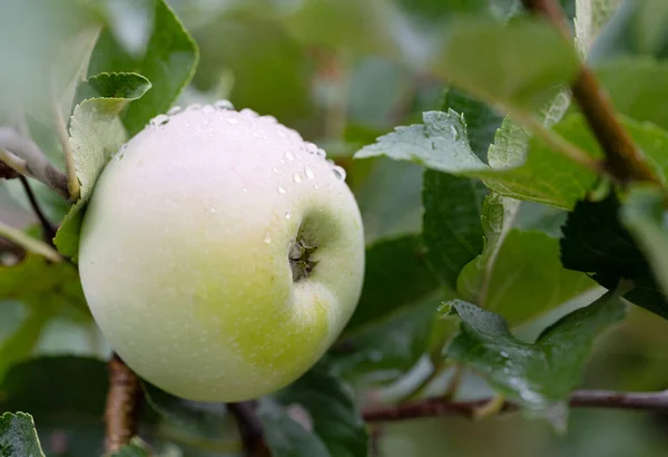 Yaz Aylarında Bir Ağaç Üzerinde Elma — Stok fotoğraf