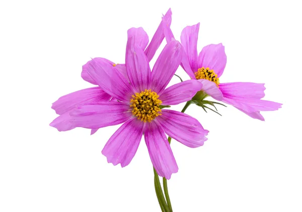 Cosmea Цветок Изолирован Белом Фоне — стоковое фото