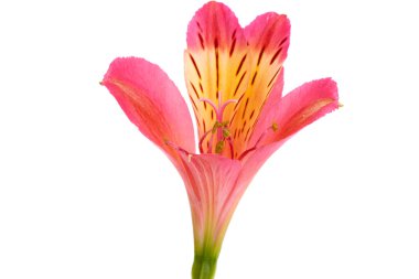 Beyaz arkaplanda yalıtılmış alstroemeria çiçeği