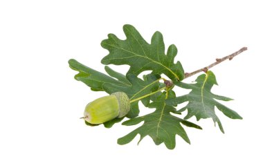 Beyaz arka plan üzerinde izole meşe palamutları meşe şube