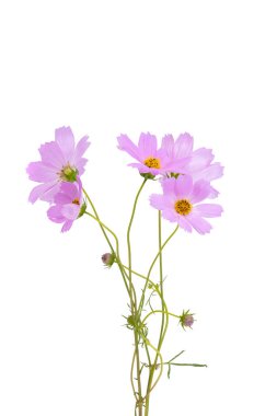 bouquet of cosmos isolated on white background