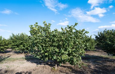 hazelnut garden on a sunny day