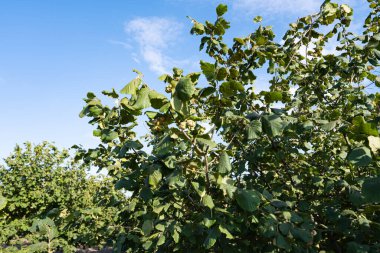 hazelnut garden on a sunny day
