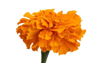 turuncu kadife çiçekleri beyaz arkaplanda izole edilmiş