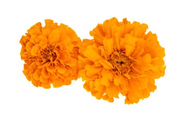 turuncu kadife çiçekleri beyaz arkaplanda izole edilmiş