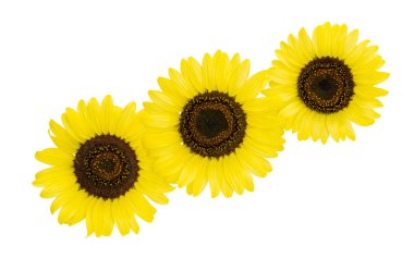 Beyaz arka planda izole edilmiş güzel ayçiçeği