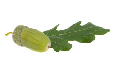 Beyaz arka plan üzerinde izole yeşil meşe palamudu