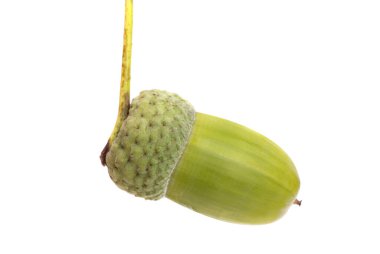 Beyaz arka plan üzerinde izole yeşil meşe palamudu