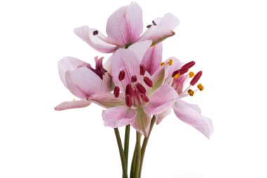 Susak çiçeği beyaz arkaplanda izole edildi