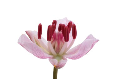 Susak çiçeği beyaz arkaplanda izole edildi