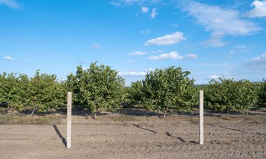 hazelnut garden on a sunny day