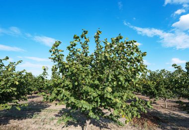 hazelnut garden on a sunny day