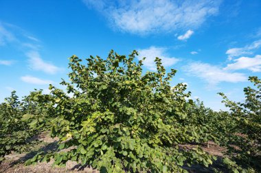 hazelnut garden on a sunny day