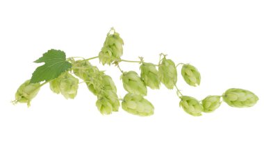 sekme konileri beyaz arkaplanda izole