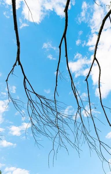 Ramas Árboles Secos Contra Cielo Azul — Foto de Stock