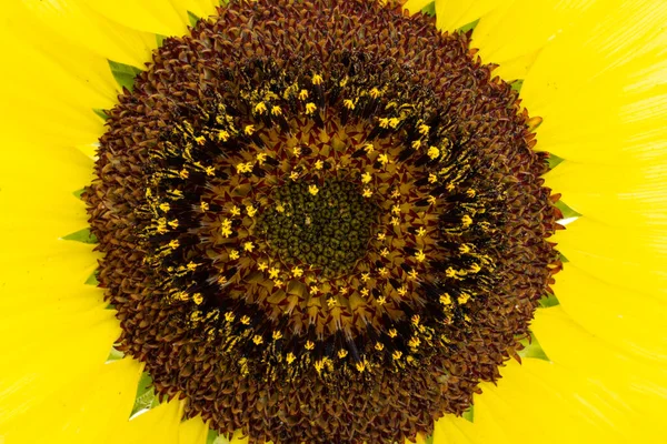 Sunflower Flower Background Close — Fotografia de Stock