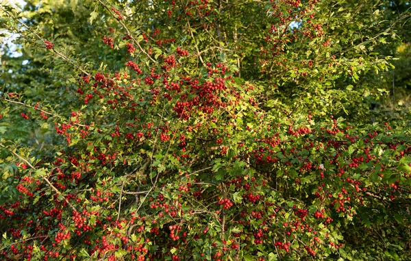 Background Red Hawthorn Berries — Zdjęcie stockowe
