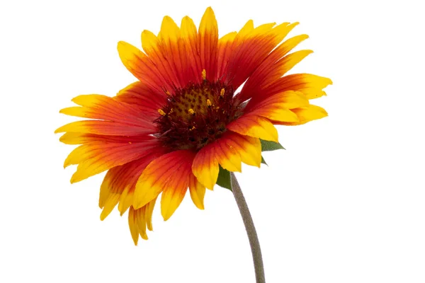 Gaillardia Isolated White Background — Zdjęcie stockowe