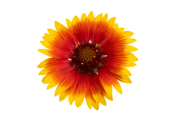 Gaillardia Isolata Fondo Bianco — Foto Stock