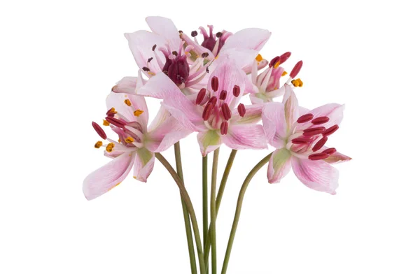 Susak Flower Isolated White Background — Stock Photo, Image