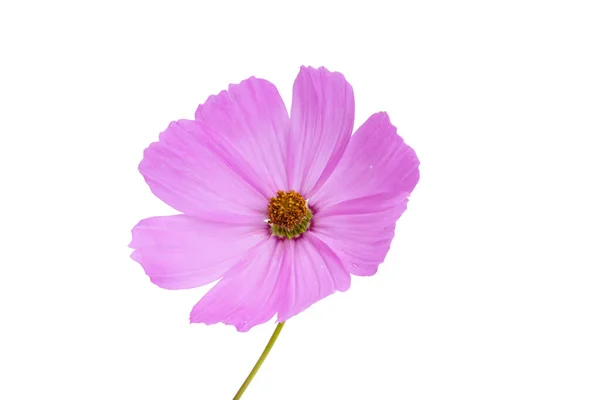 Cosmea Flower Large Isolated White Background — Stockfoto