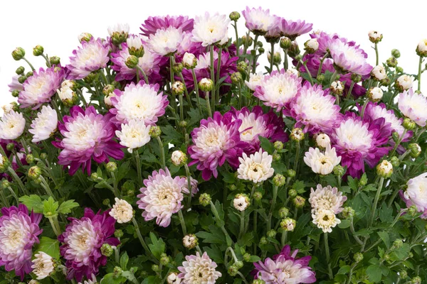 Chrysanthemum Bush Isolated White Background — Stock Photo, Image