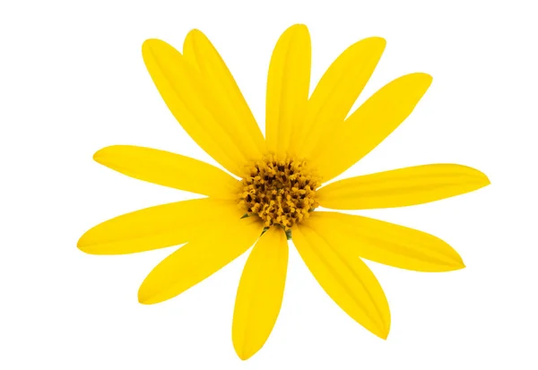 Heliopsis Isolated White Background — Stock Photo, Image