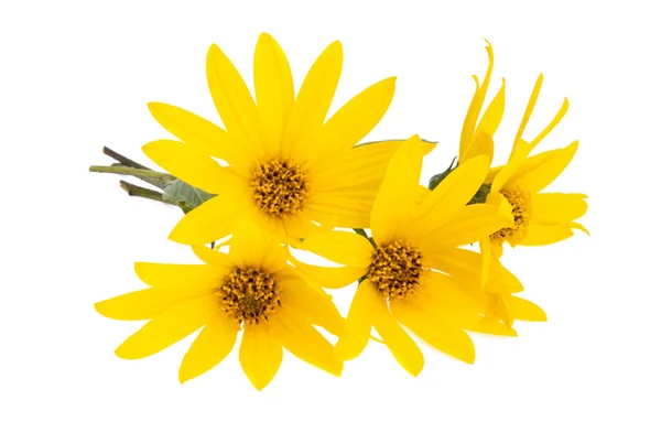 Heliopsis Isolated White Background — Stock Photo, Image