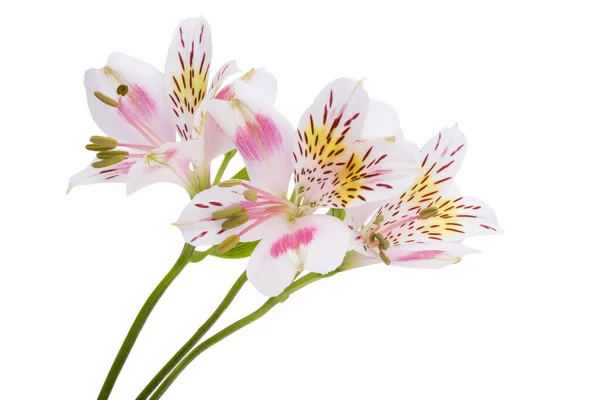 Alstroemeria Geïsoleerd Witte Achtergrond — Stockfoto