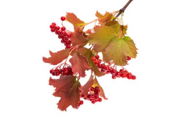 Beyaz arka plan üzerinde izole kırmızı Kartopu çiçeği