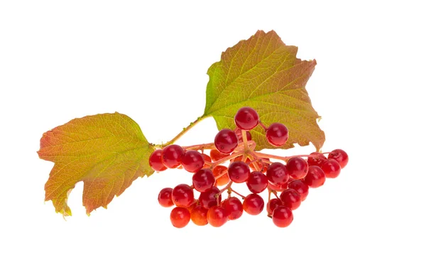 Red Viburnum Isolated White Background — Stock Photo, Image