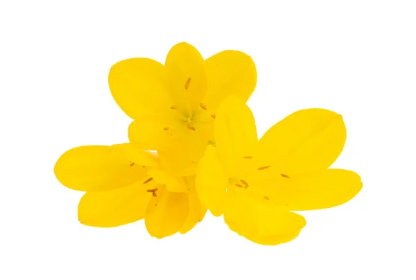 Yellow Crocus Isolated White Background — Stock Photo, Image