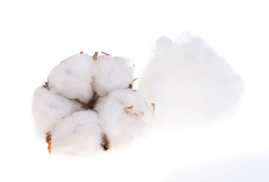 Beyaz arkaplanda izole edilmiş pamuk