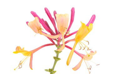 Hanımeli kırmızısı beyaz arkaplanda izole edildi