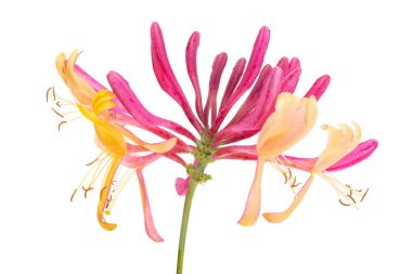 Hanımeli kırmızısı beyaz arkaplanda izole edildi