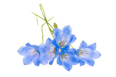 Beyaz arkaplanda izole edilmiş çan çiçekleri